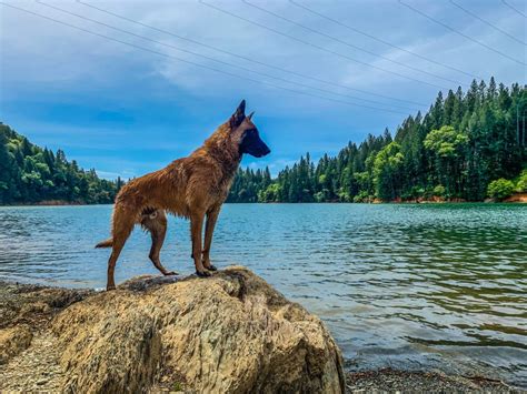 Dog Boot Camp Near Me Walnut Creek Bay Area Dog Training Camp