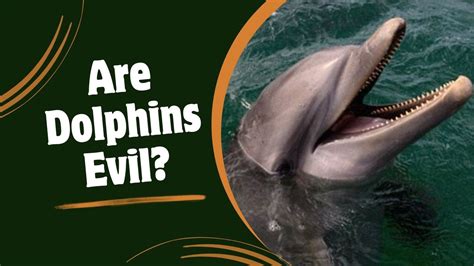 Dolphins Evil Facts