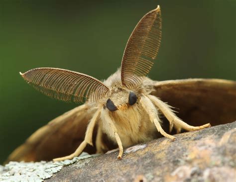 Download Closeup Of A Moth Wallpapers Com