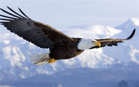 Eagle In Flight