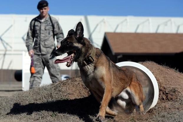 Effective Techniques For Dog Training Of Working Breeds A Practical