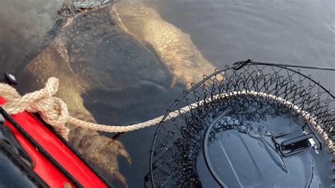 Enormous Minnesota Snapping Turtle Sneaks Up On Fish Basket Goes Viral