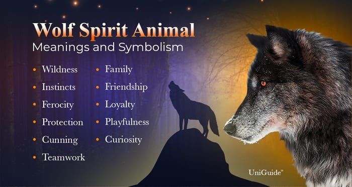 Explore Wolf Meanings Symbolism The Wolf Spirit Animal Uniguide