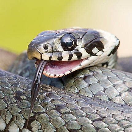 Facts About Snakes Snake Facts Havahart