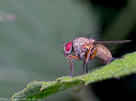 Fascinating Flies Petes Photoworld Co Uk