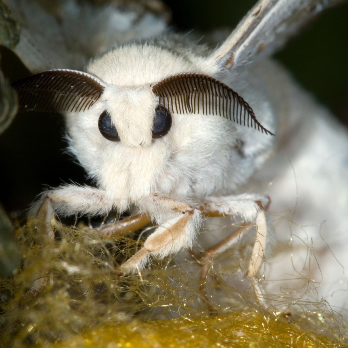 Fluffy Moth