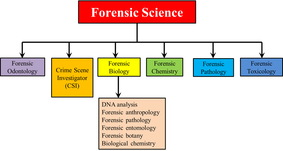 Forensic Jobs In Army