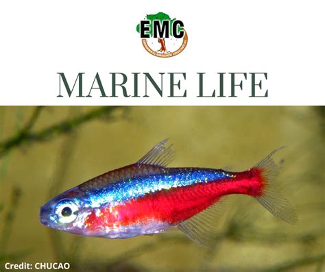 From Word To Word Marine Life Environmental Management Consultants