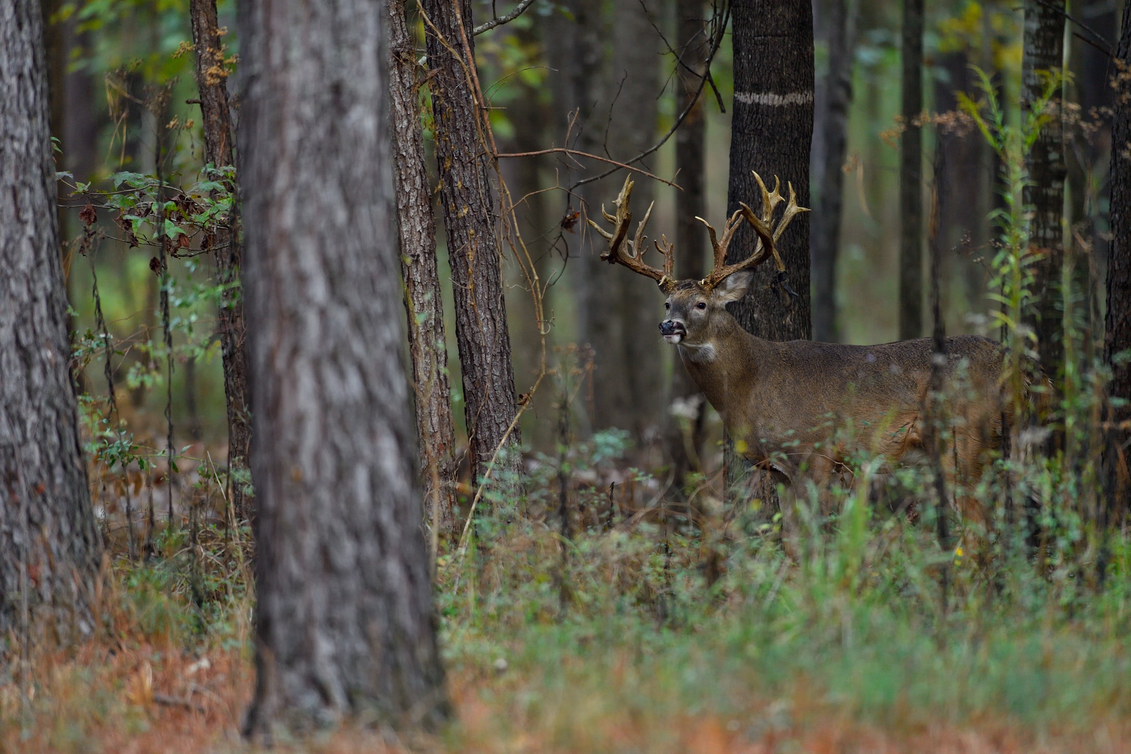 Genetic Facts About Whitetail Antlers Mossy Oak Gamekeeper