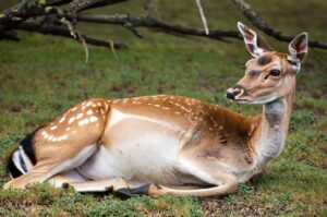 Gestation Of A Whitetail Deer