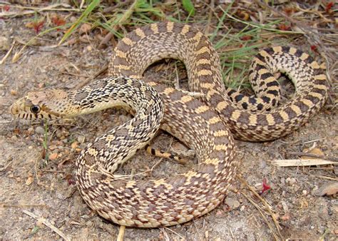 Gopher Snake Facts Live Science