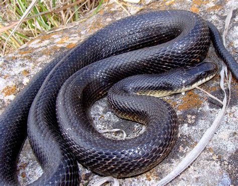 Gray Ratsnake Snake Removal Animal Pros