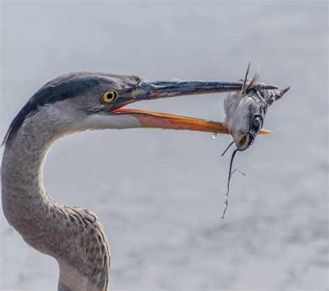 Great Blue Heron Eating A Catfish Smithsonian Photo Contest