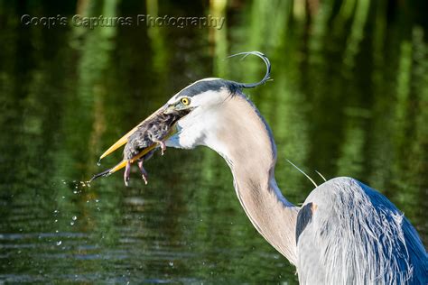 Great Blue Heron Eating A Rat Great Blue Heron Eating A Ra Flickr