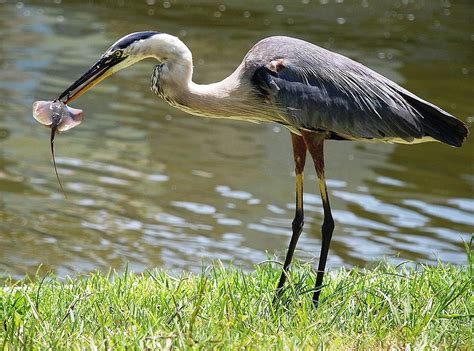 Great Blue Heron Eating A Stingray Photograph By Dana Cline Fine Art