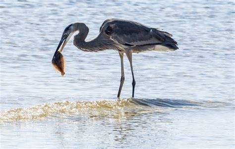 Great Blue Heron Eating Lunch Stock Photo Image Of Waters Herodias