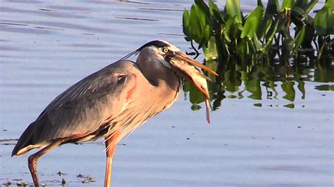 Great Blue Heron Eats A Fish Youtube