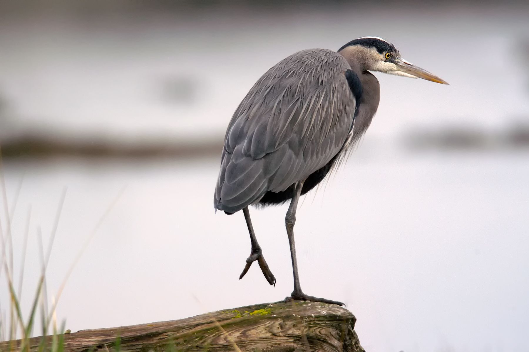 Gret Blue Heron Eating Een Vis Stock Afbeelding Image Of Nave