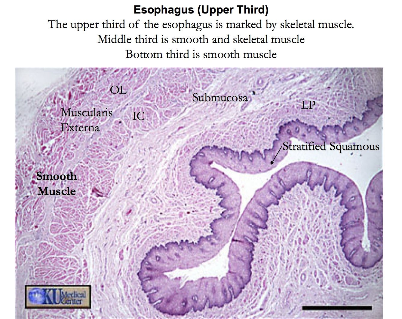 Histology Of The Esophagus