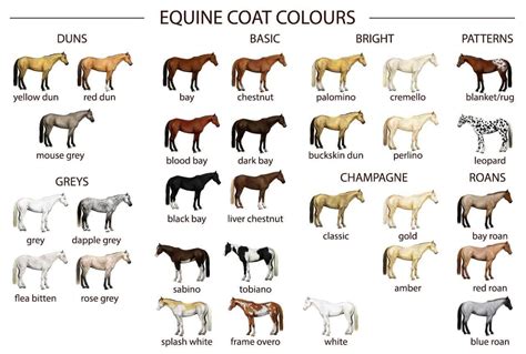 Horse Coat Color Guide