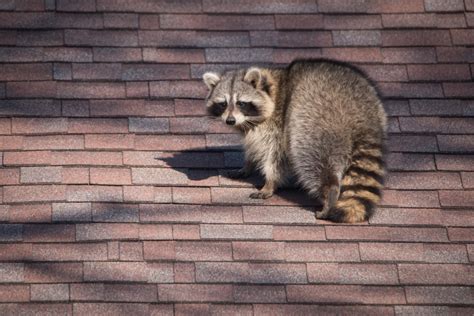 How Can I Detect And Deter Raccoon Damage On My Roof Christian