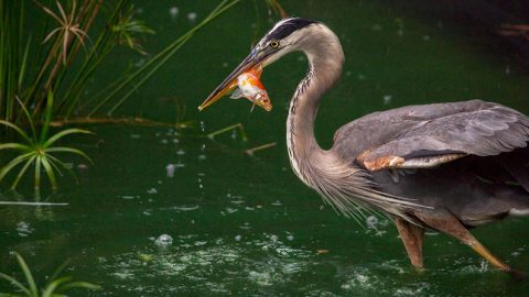 How Do I Keep Herons From Eating The Fish In My Pond All About Birds