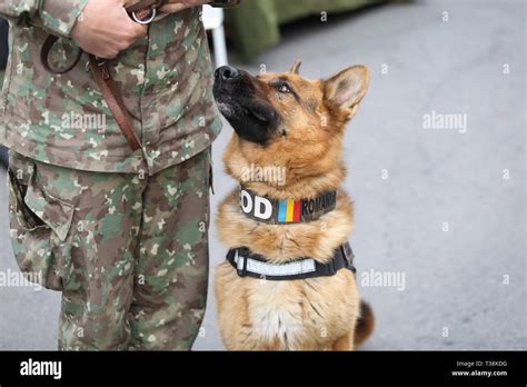 How Do Military Train Dogs