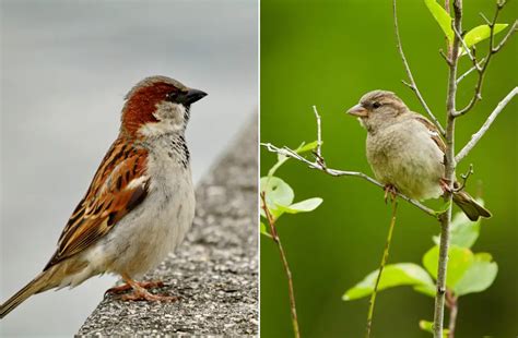 How Long Do Sparrows Live Best Answer