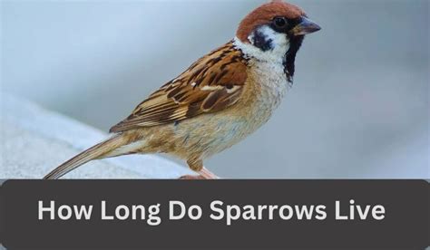 How Long Do Sparrows Live Daily Birder