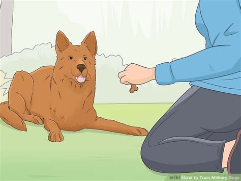 How To Train Military Dogs 14 Steps With Pictures Wikihow