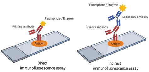 Indirect Immunofluorescence An Easy Way To Detect Autoimmune Disorders