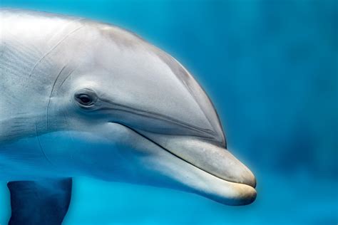 Intelligence Of A Dolphin