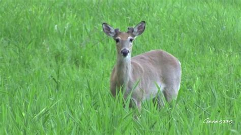 Iowa Whitetail Deer Two Very Pregnant Does Youtube