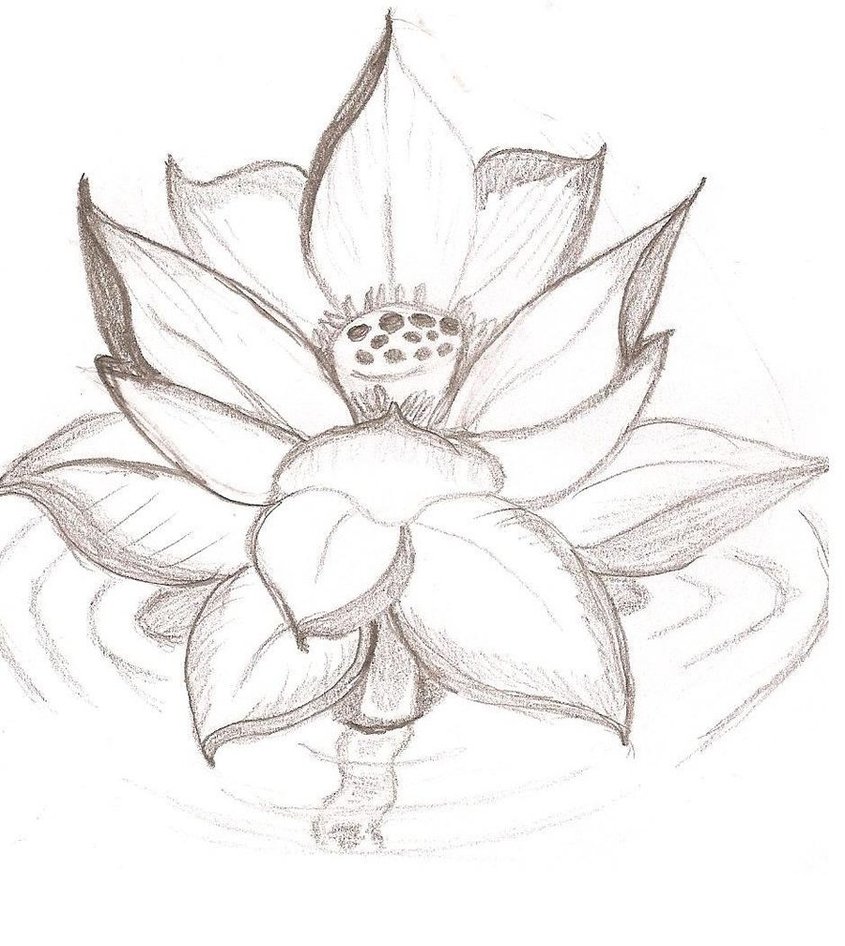 Japanese Lotus Flower Drawing Japanese Flower Tattoo Lotus Art