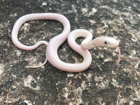 Leucistic Texas Rat Snakes For Sale Snakes At Sunset