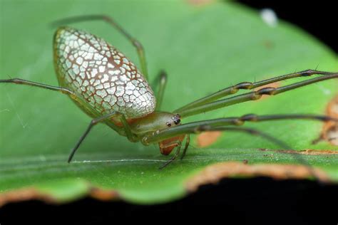 Long Jawed Orb Weaver Spider Photograph By Melvyn Yeo Science Photo