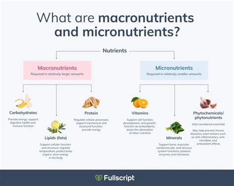 Macronutrients Vs Micronutrients Understanding The Basics 420 Grow Radar