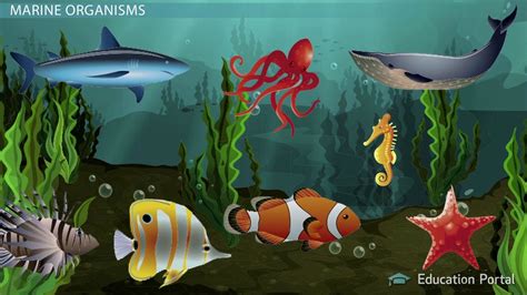 Marine Organisms Definition Characteristics Examples Lesson