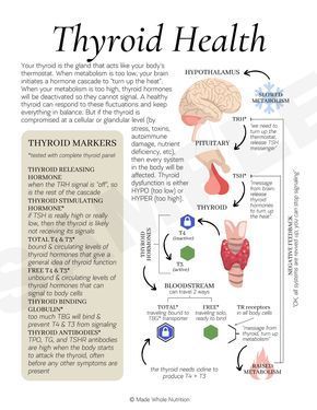 Mast Cell Activation Handout Functional Health Research Resources