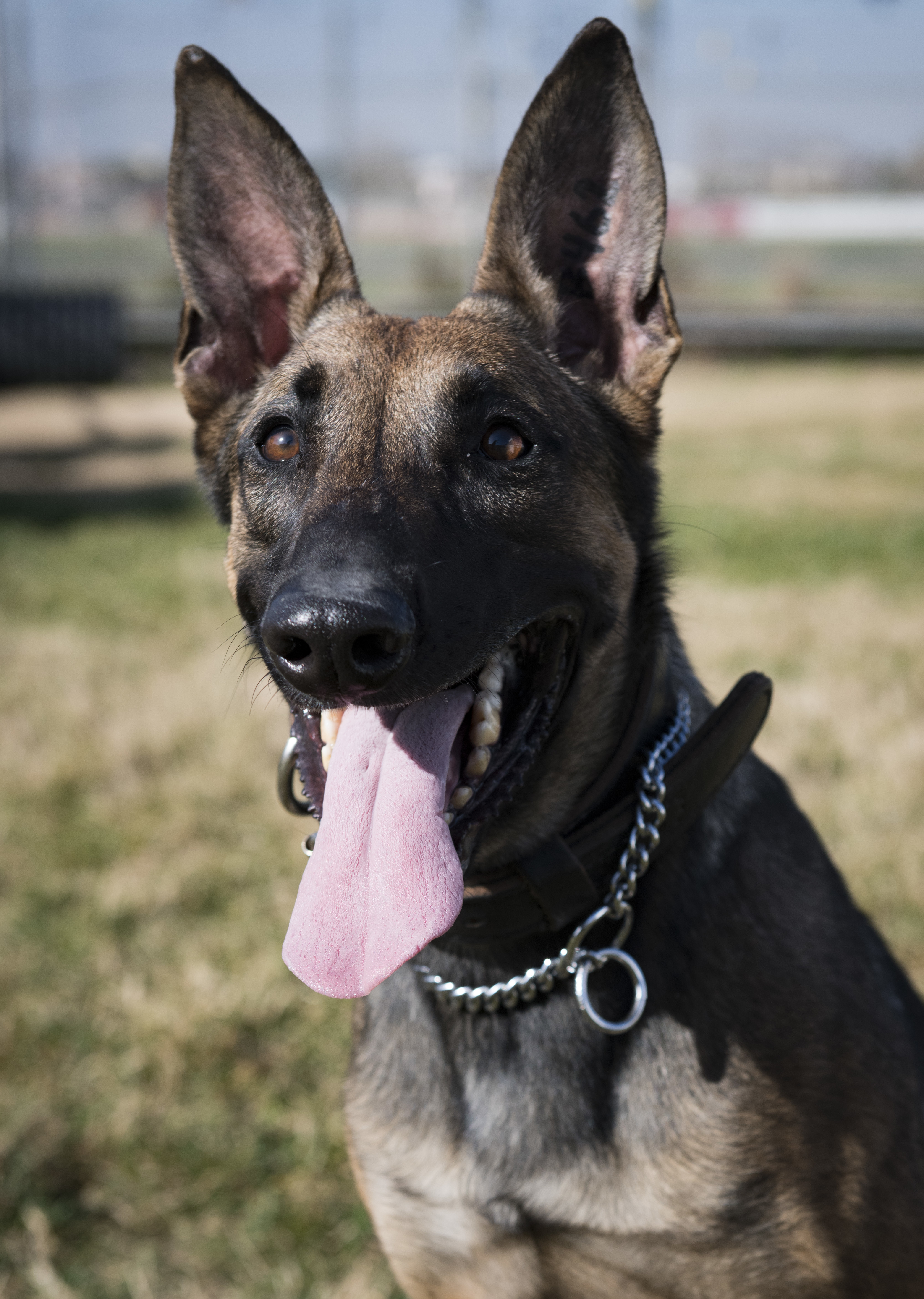 Military Working Dog Trainer Kennel Master Course 37Th Training Wing