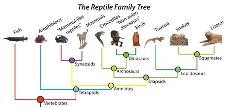 More Strong Evidence For Evolution Anatomical Vestiges Page 5