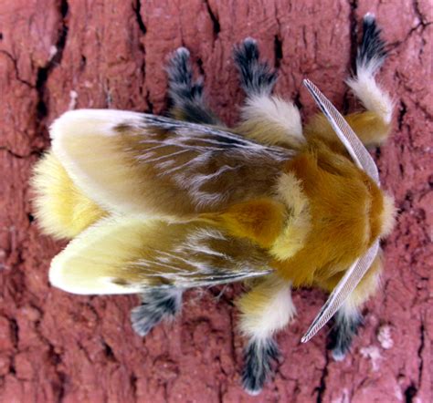 Mosi Outside Beware Flannel Moth Caterpillar