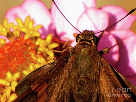 Moth On Pink And Yellow Flowers Photograph By Ron Tackett