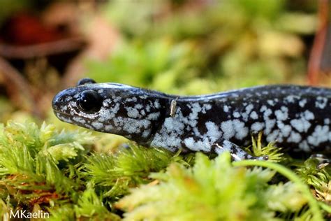 Nature Color Photography Blue Spotted Salamander By Matthew M Kaelin