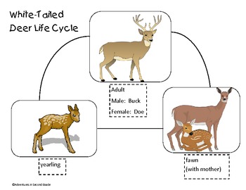 Navigating The Whitetail Deer Cycle A Comprehensive Guide To 2025