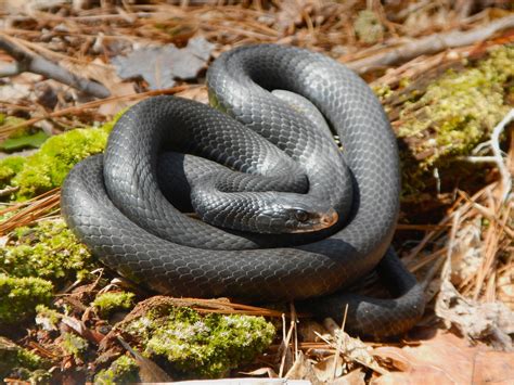 Northern Black Racer Pic For Today