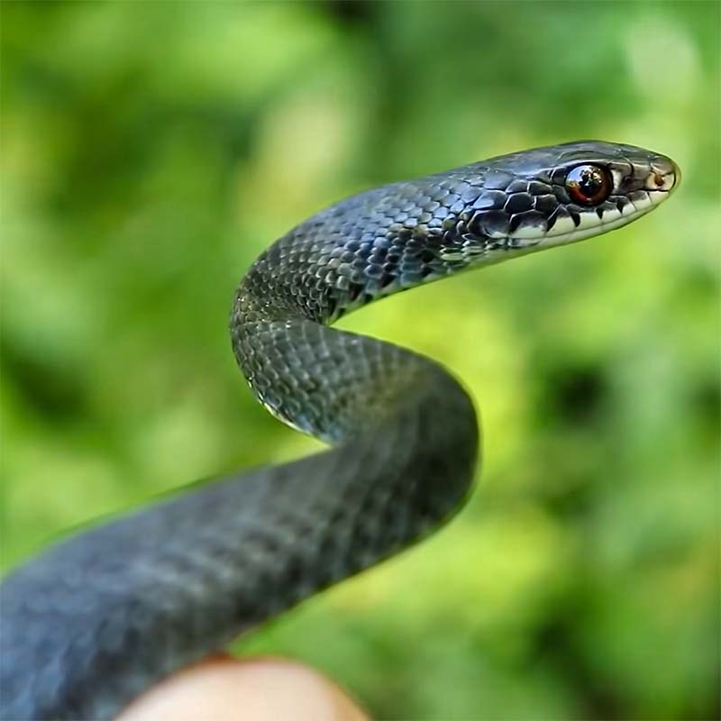 Northern Black Racer Snake