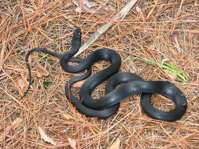 Northern Black Racer