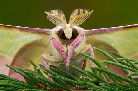 Pink And Yellow Moth Butterfly Pictures Moon Moth Beautiful Bugs