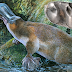 Platypus The Bird Reptile Mammal Animal The World Of Knowledge